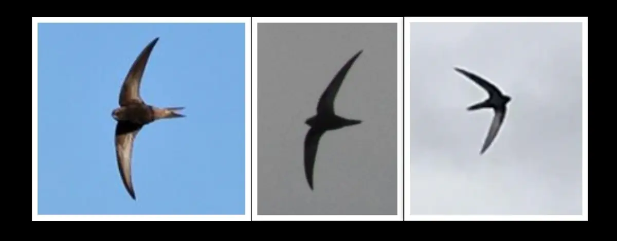 A collage of three pictures of Swifts